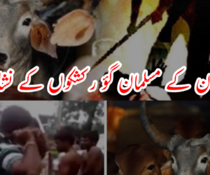 ہندوستان کے مسلمان گؤ رکشکوں کے نشانے پر: ہیومن رائٹس واچ