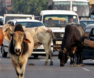 گﺅ کشی کے الزام میں گجرات کی ایک عدالت نے سنایا اپنا پہلا فیصلہ ۔ ثبوت جرم کے بعد دس سال کی قید او رایک لاکھ روپے کا جرمانہ