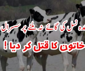 جہیز میں عمدہ نسل کی گائے نہ ملنے پر سسرال والوں نے خاتون کا قتل کر دیا ! 