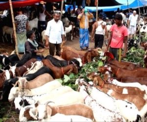 عید الاضحی کے پیش نظر حیدرآباد میں بکروں اور مینڈھوں کی فروخت میں اضافہ