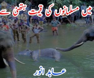 ہندوستان میں مسلمانوں کی قیمت ہتھنی سے بھی کم!