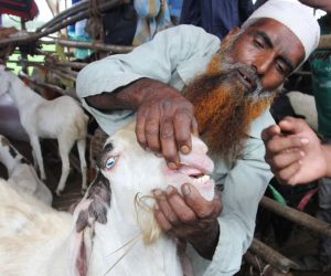 ممبئی: عید الاضحیٰ پر قربانی ہوگی یا نہیں! غیر یقینی صورت حال برقرار