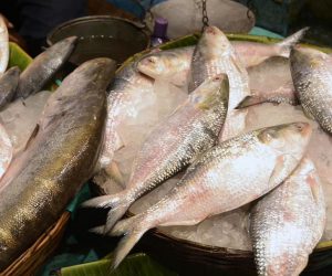 بھوپال میں مچھلی کے کاروبار پر پابندی، حکم عدولی پر ایک سال کی سزا!