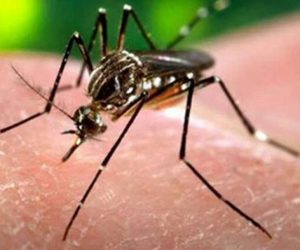 زیکا وائرس کے پیش نظر کئی ریاستوں میں ہائی الرٹ، ماہرین کی ٹیم کیرالہ پہنچی