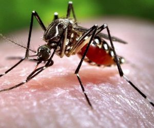 کورونا کے بعد ’زیکا‘ کا خطرہ: جانیں اس کی علامات، علاج اور دیکھ بھال کے طریقے