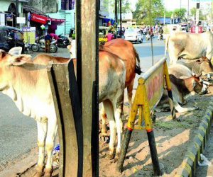 یو پی: آوارہ مویشیوں کی دیکھ بھال کے لیے 50 کروڑ روپئے کی منظوری