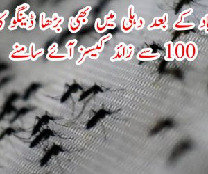 فیروز آباد کے بعد دہلی میں بھی بڑھا ڈینگو کا خطرہ ، 100 سے زائد کیسز آئے سامنے
