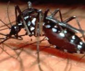 یو پی: فیروز آباد میں ڈینگو ہوا بے قابو، اب تک 150 مریض جاں بحق